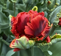 Tulipan Rococo Double 6 løg
